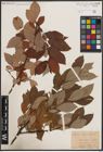 Foto von Salix caprea L.